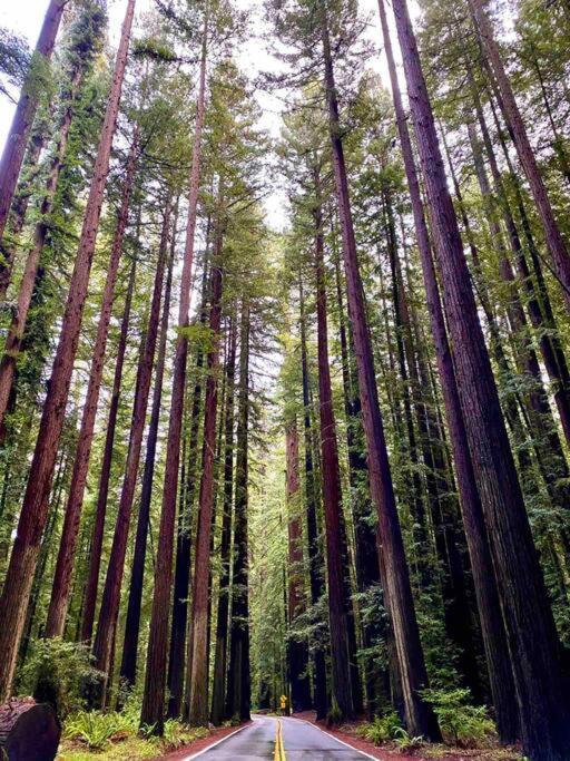 Avenue Of The Giants Pepperwood Place Miranda Экстерьер фото